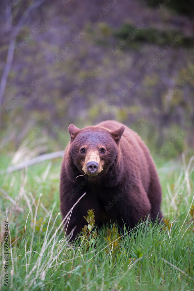 Fototapeta premium Wild black bear in the Rocky Mountains