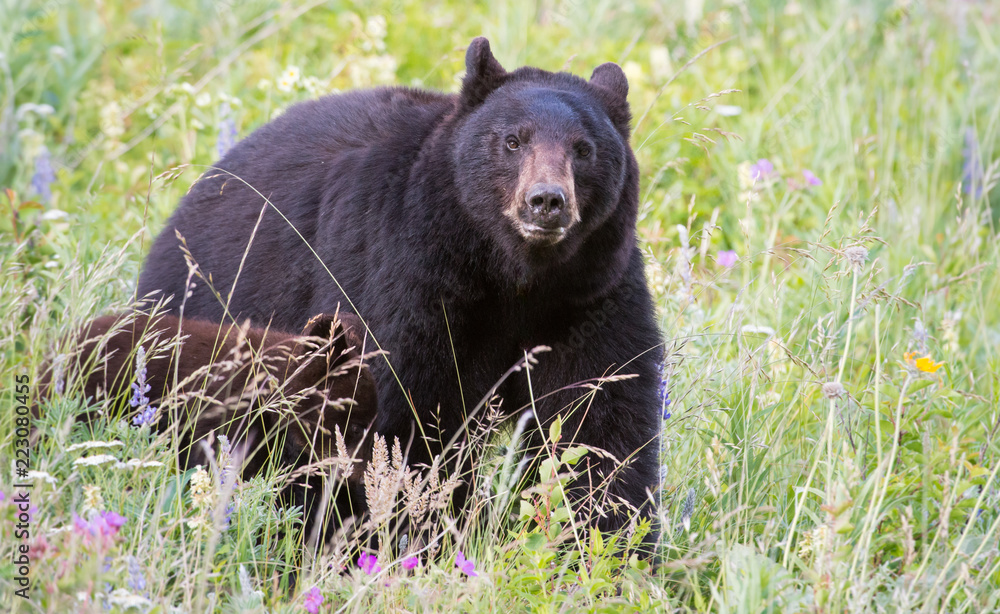 Fototapeta premium Wild black bear in the Rocky Mountains