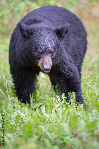 Wild black bear in the Rocky Mountains