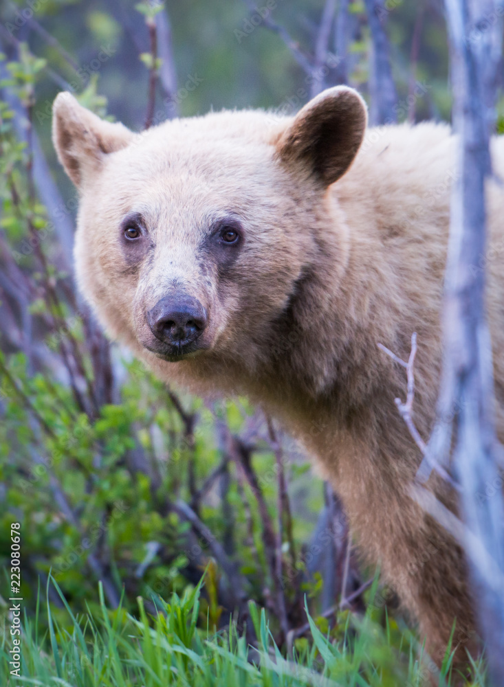 Fototapeta premium Wild black bear in the Rocky Mountains
