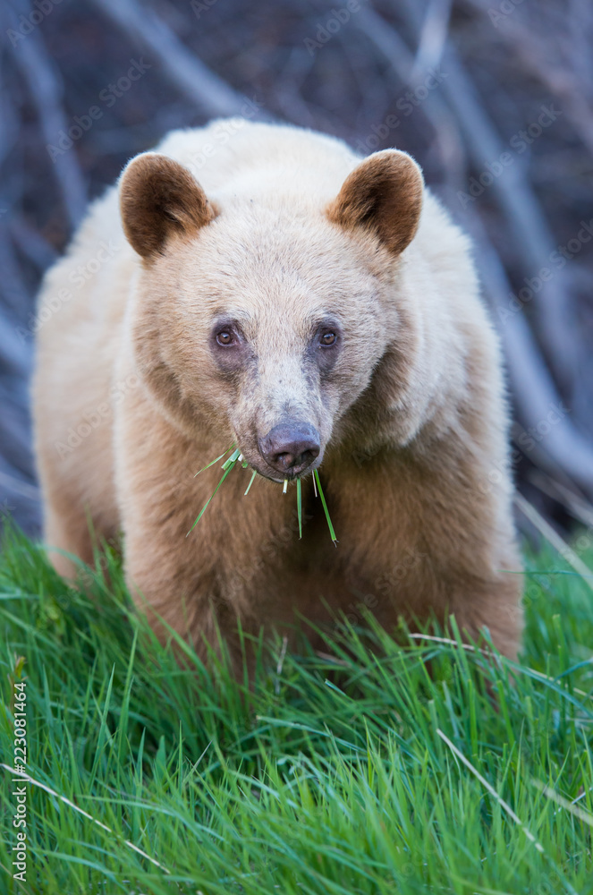Fototapeta premium Wild black bear in the Rocky Mountains