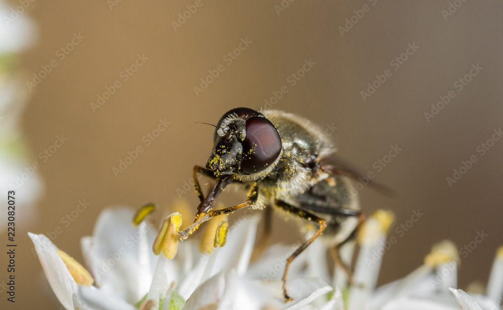 Cheilosia caerulescens hoverfly Cheilosia caerulescens hoverfly
