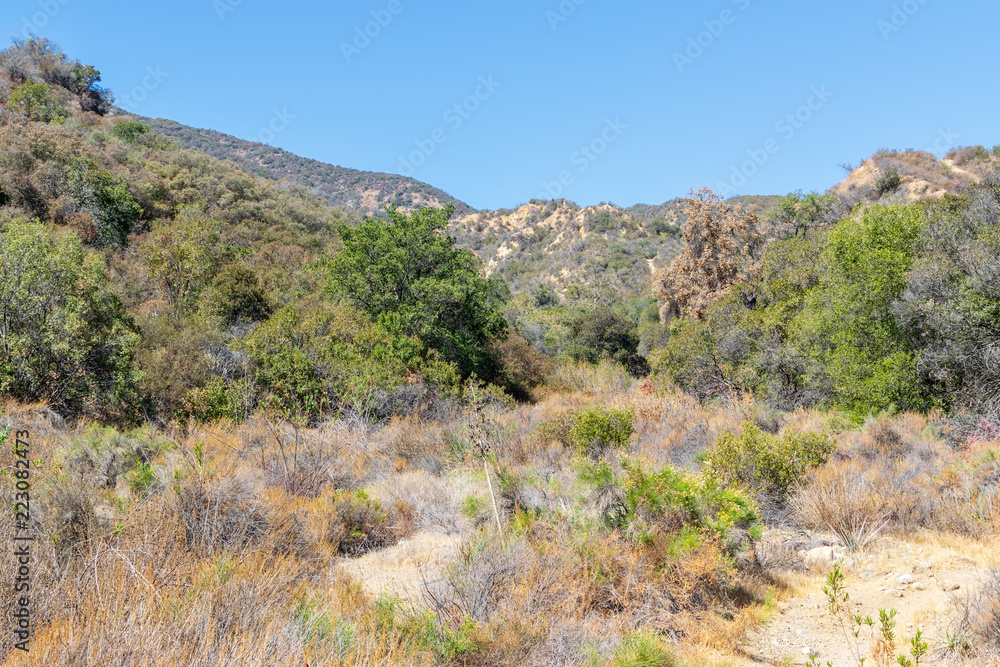 Dead brush and dry trees cover hiking area of Southern California