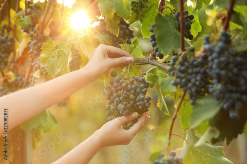 Woman picking fresh ripe juicy grapes in vineyard, closeup