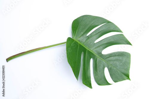 tropical botanical  leaves backgrounds on white