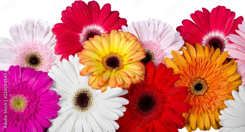 Closeup of Gerbera Daisies Closeup of Gerbera Daisies