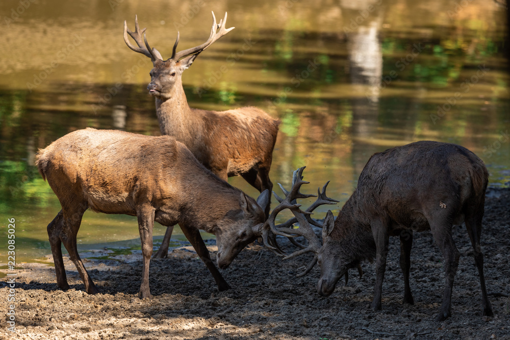 Deer in the forest