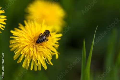 dandelion flower with a bee