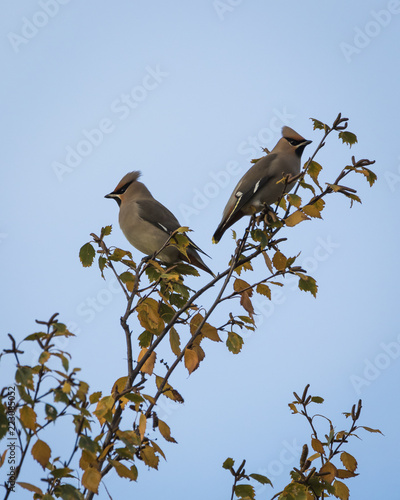 Waxwing on a winter birch with yellow leaves in Perth, Scotland