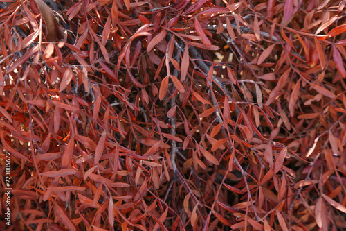 Red leaves in the garden, high resolution background