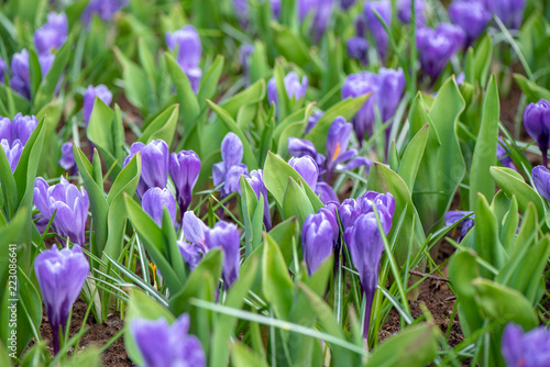 Spring flowers in Keukenhof  Netherlands