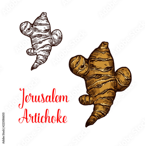 Jerusalem artichoke or topinambour vegetable