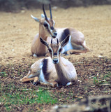 Two Gazelles