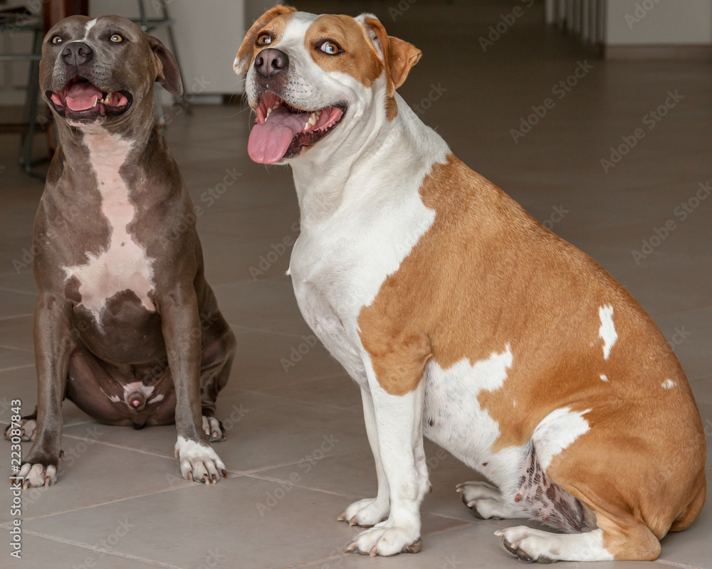 Two Pittbull dogs