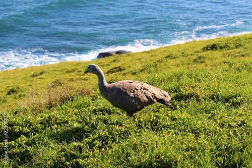 Cape Barron Goose eating grass on Summerlands  Nobbies  Phillip Island  Australia