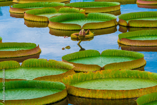 Water lily photo