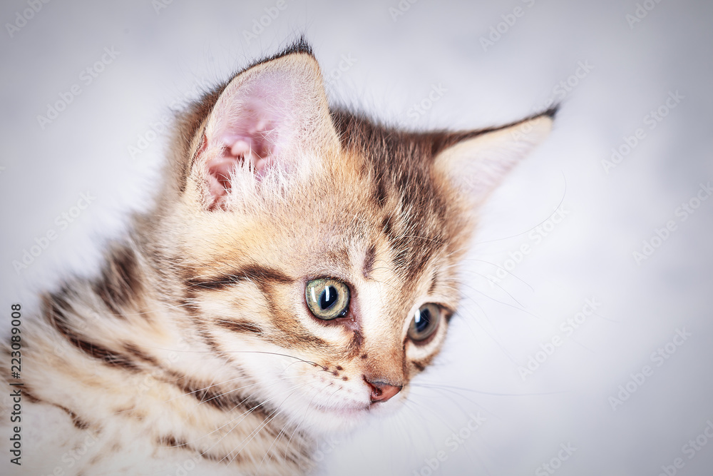 Portrait of a little tabby kitten, close up