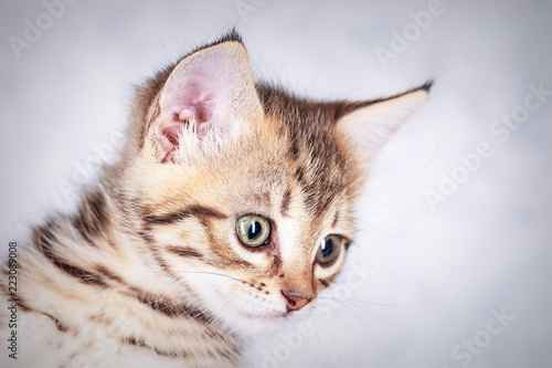 Portrait of a little tabby kitten, close up