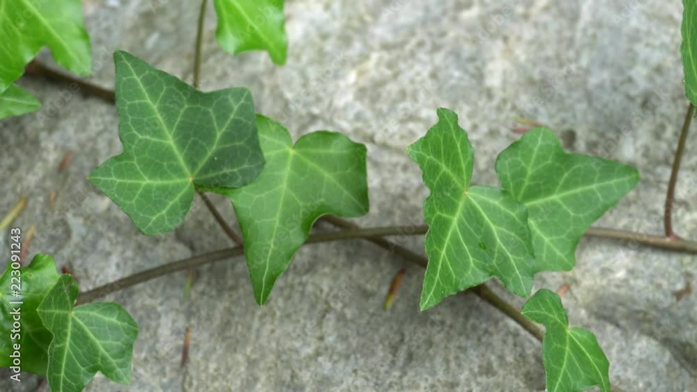 Green ivy vine growing on surface of rock