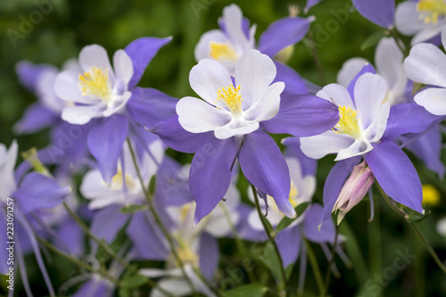 Fototapete Blooming Blue Columbine Wildflower