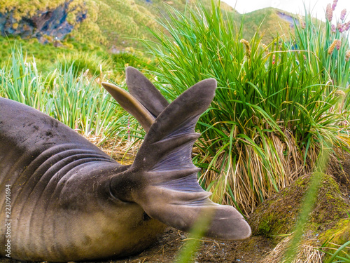 Cute Penguins Seals Sea Lions Elephant