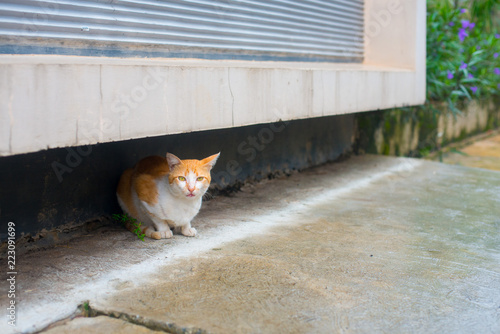 A Stray Cat on the street in Jackarta city, Indonesia. Jakarta is the biggest and main city in Indonesian islands. © J Photography