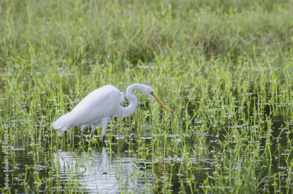 Fotografie Salado Creel Egret