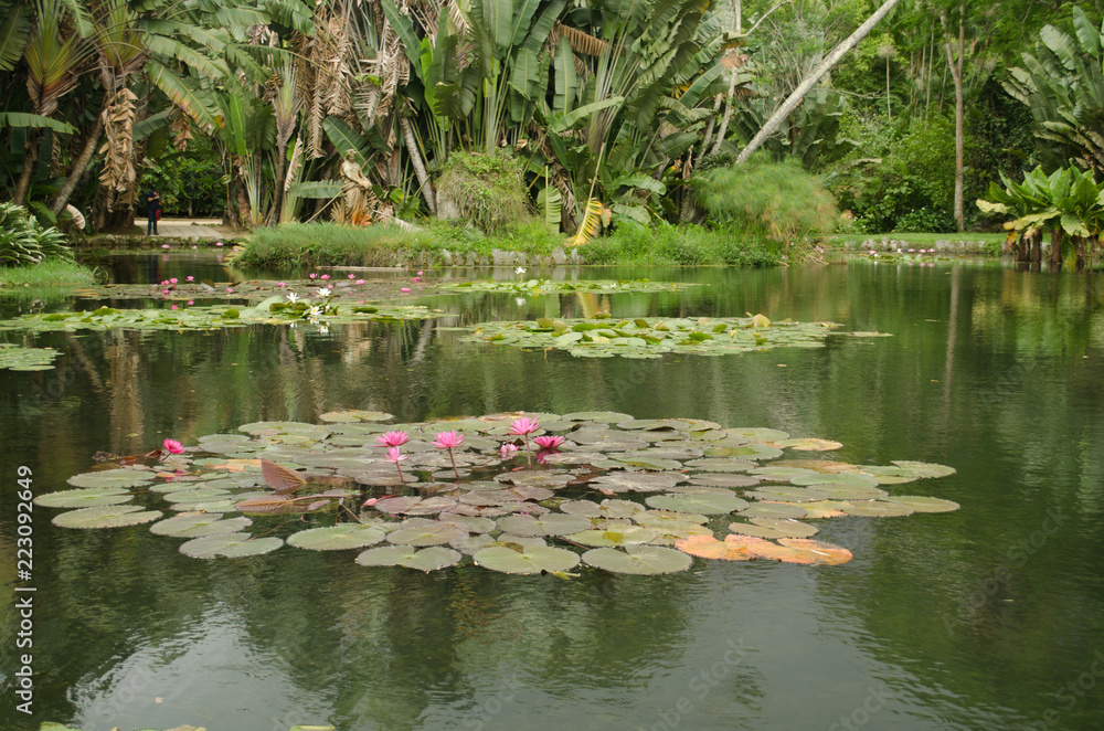 Jardim Botânico Carioca Jardim Botânico Carioca