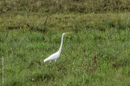 Salado Egret © MedleyofPhotography