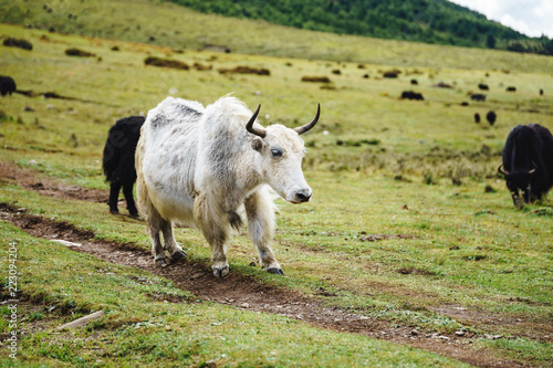 Sichuan province in the western region of the yak