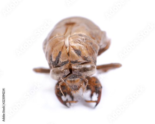 Cicada nymph shell (exuvum) isolated on white background. Periodical cicada emergence. Metamorphosis Nymphs exoskeleton. Larva hatch shell.