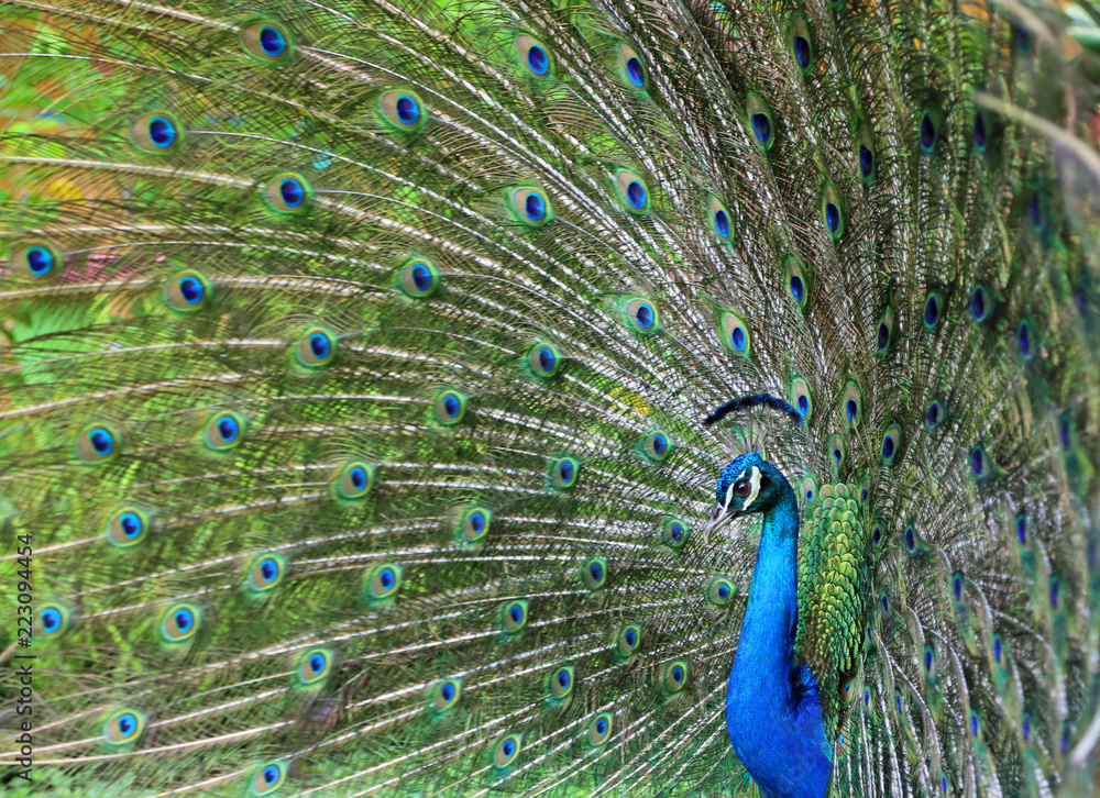 Fototapeta premium Peacock