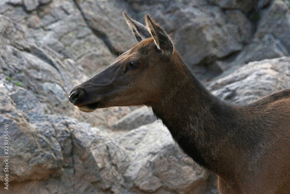 An elk (Cervus canadensis) profile, shot in Rocky Mountain National Park, Colorado. An elk (Cervus canadensis) profile, shot in Rocky Mountain National Park, Colorado.