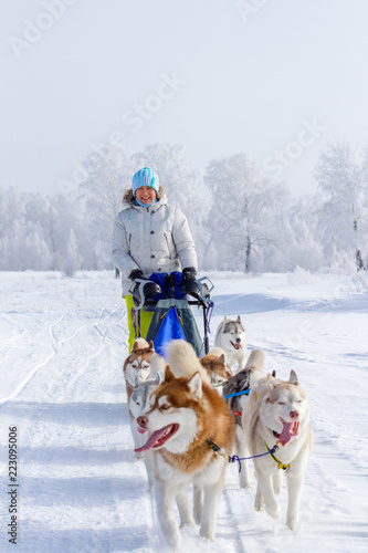 Woman musher hiding behind sleigh at sled dog race on snow in winter © dadoodas