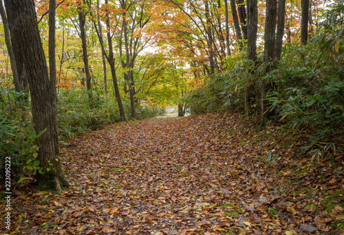 落ち葉が積もった北海道の秋の山道