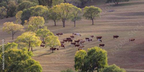 Bashang grassland of Inner Mongolia photo