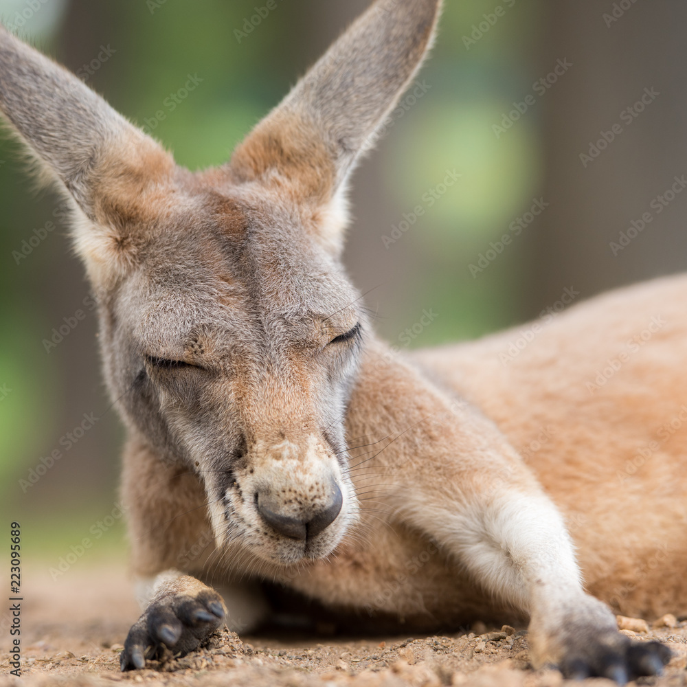Fototapeta premium Ground level closeup about resting kangaroo in square format
