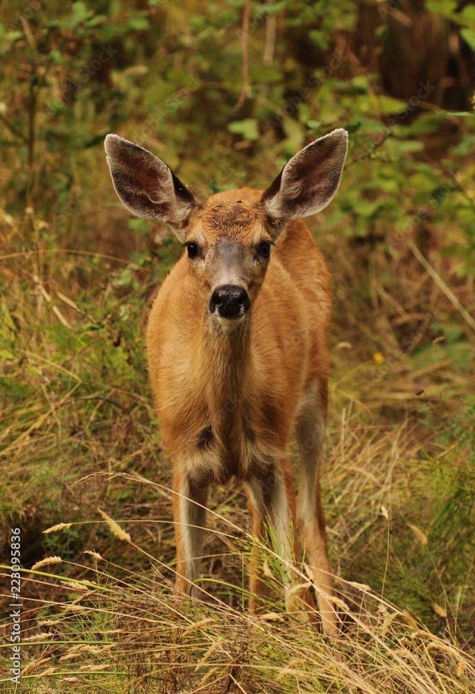 Fototapeta premium deer in the forest