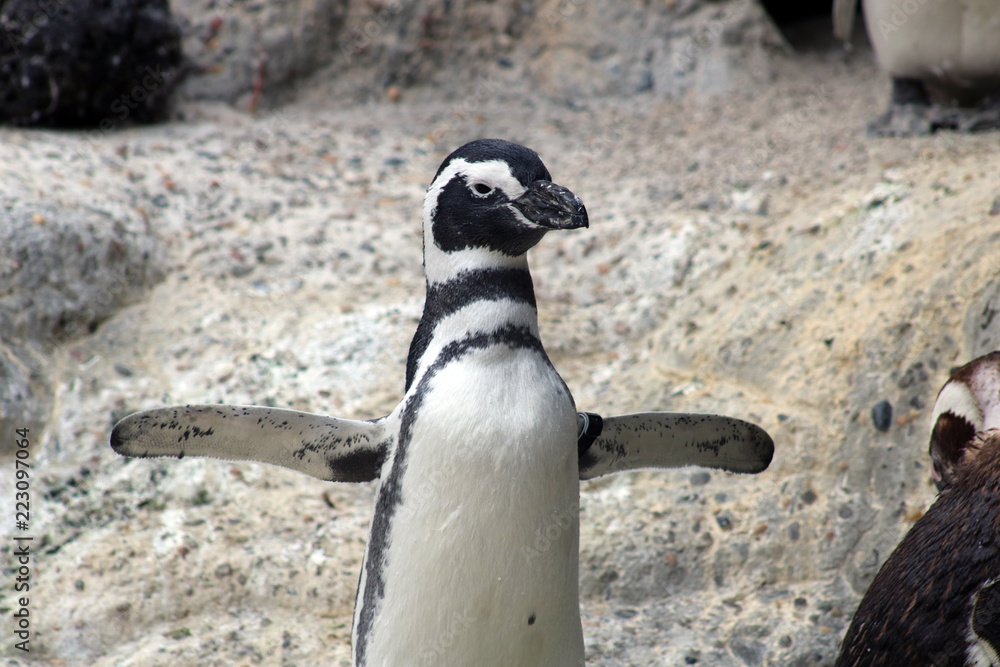 Naklejka premium magellanic penguin