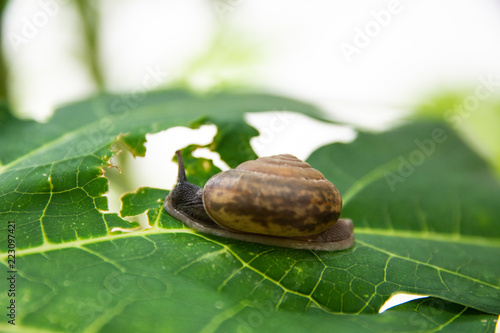 The snail is eating beautiful green leaves. photo