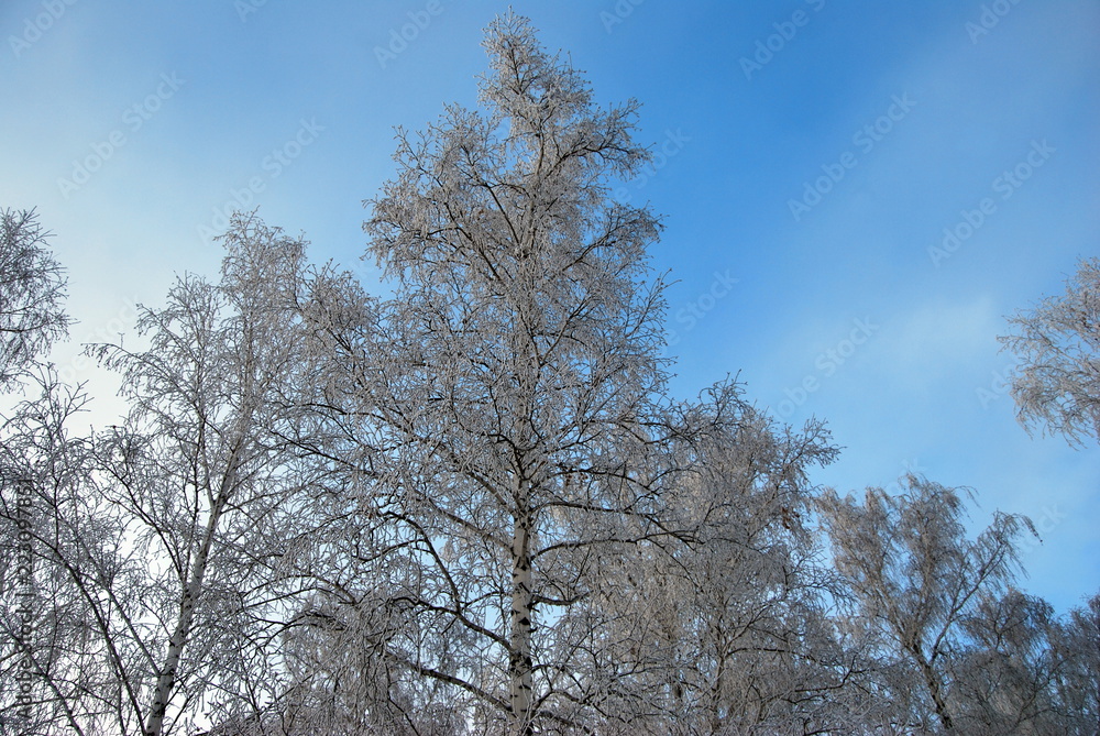 Winter Siberian forest, Omsk region