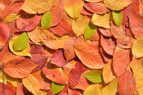 秋の背景 落ち葉