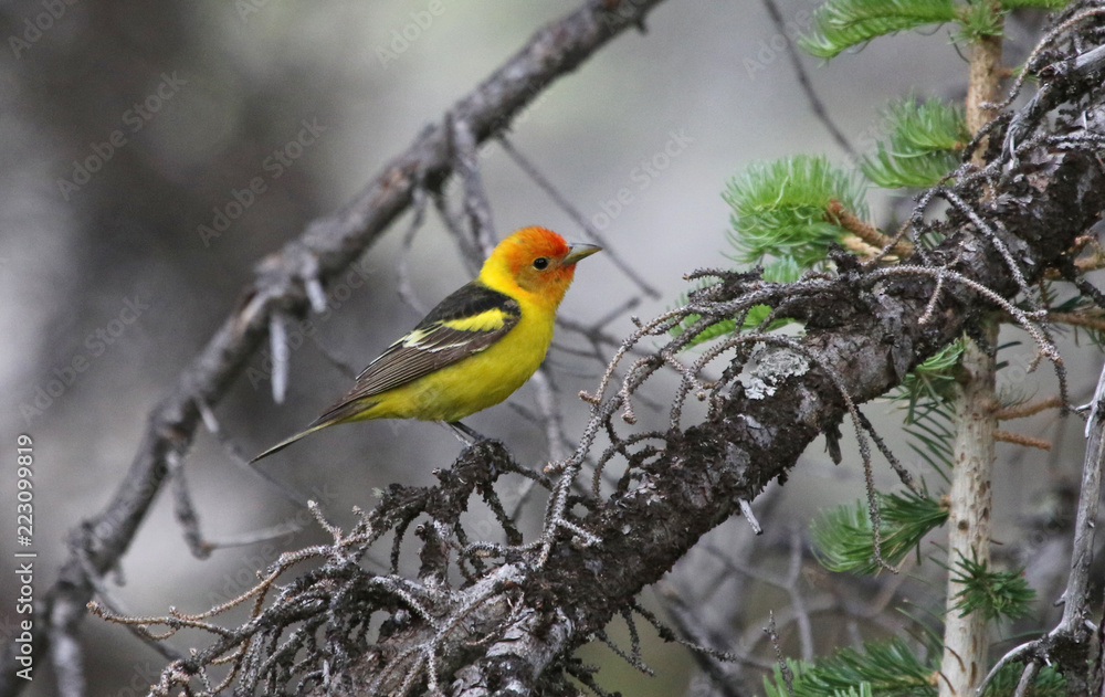 A male Western Tanager (Piranga ludoviciana) sitting in a spruce tree. Shot in Rocky Mountain National Park, Colorado. A male Western Tanager (Piranga ludoviciana) sitting in a spruce tree. Shot in Rocky Mountain National Park, Colorado.