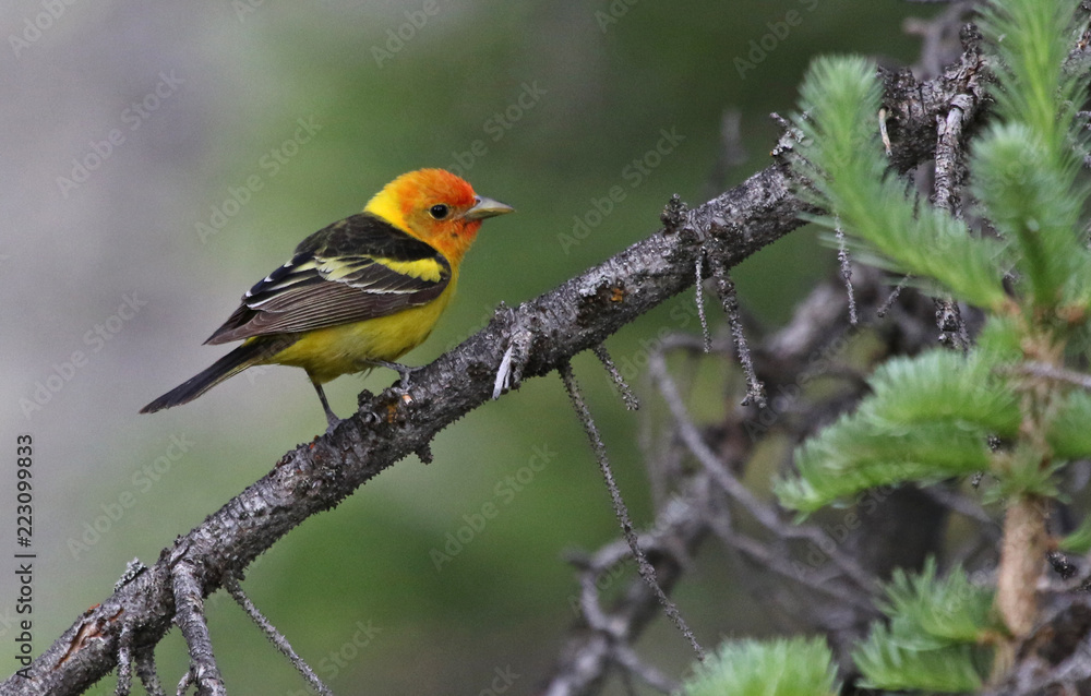 A male Western Tanager (Piranga ludoviciana) sitting in a spruce tree. Shot in Rocky Mountain National Park, Colorado. A male Western Tanager (Piranga ludoviciana) sitting in a spruce tree. Shot in Rocky Mountain National Park, Colorado.