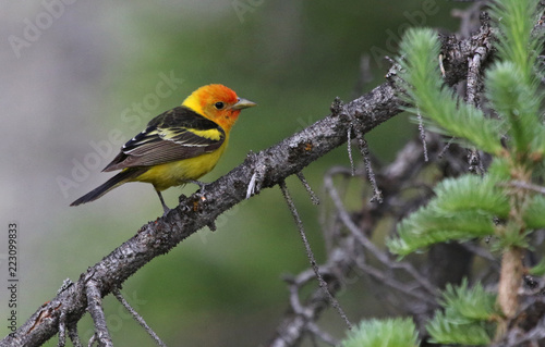 A male Western Tanager (Piranga ludoviciana) sitting in a spruce tree.  Shot in Rocky Mountain National Park, Colorado. photo