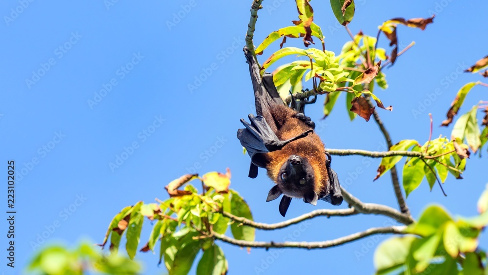 Fruit bat, flying fox (flying dog) hanging upside on a tree, Maldives.