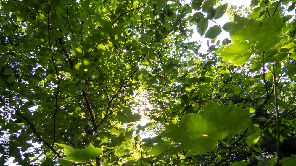 Vibrant trees in the sunlight viewed from below. Massif du Sud, Quebec, Canada. Vibrant trees in the sunlight viewed from below. Massif du Sud, Quebec, Canada.