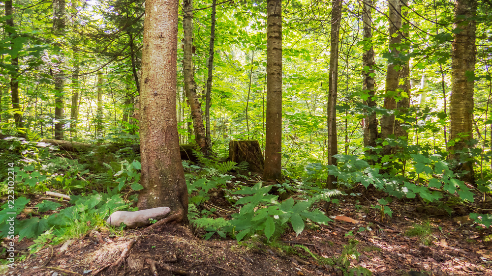 Sunny day over a temperate forest from the Province of Quebec, Canada. Sunny day over a temperate forest from the Province of Quebec, Canada.