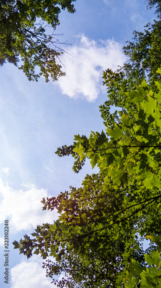 Obraz premium Vertical photo of the sky from inside the Regional Park of the Massif du Sud in Quebec, Canada.