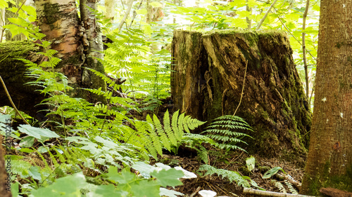 Sunny day over a big tree trunk inside a temperate forest from the Province of Quebec, Canada. photo